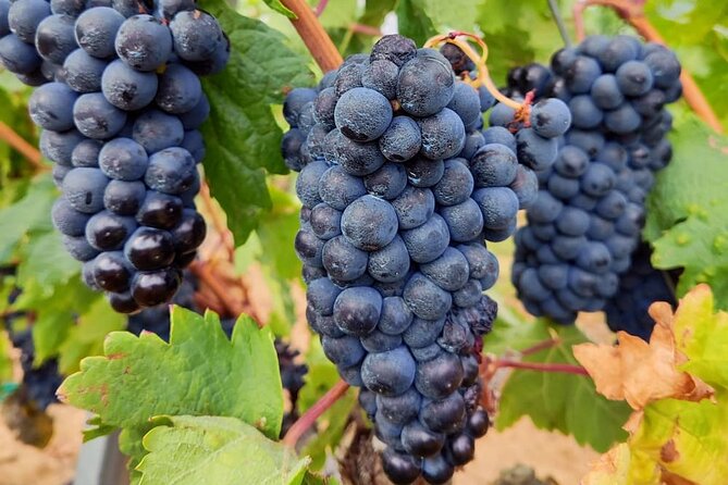 Marques de Riscal and Ysios Architecture Wine Tour w/Lunch, SS - A guide-led day with room for personal attention