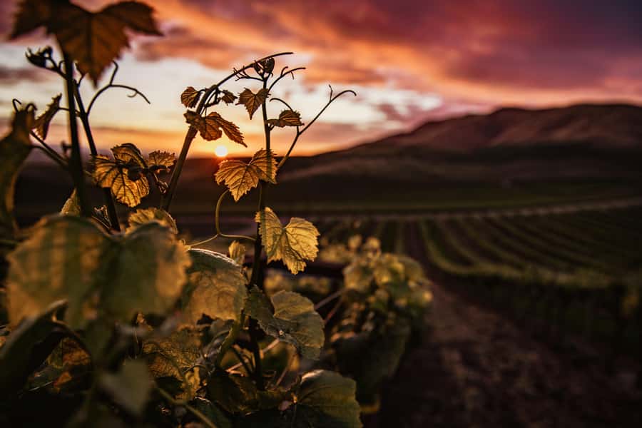 Napier: Art Deco Bike Ride and Wineries Loop - Booking, cancellation, and practical timing